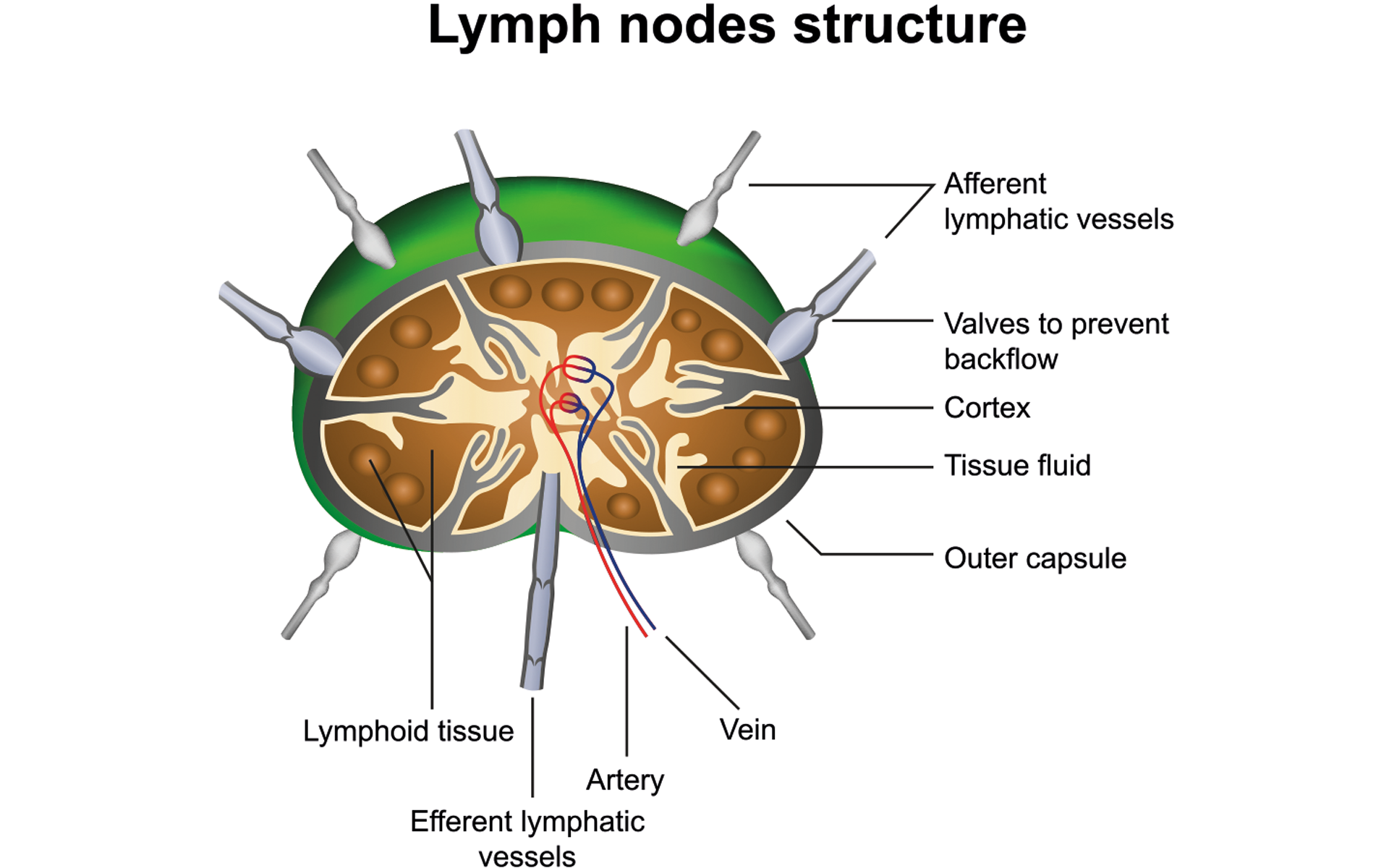Ablutions: A Divine Prescription for Cleanliness Ablutions: A Divine Prescription for Cleanliness
